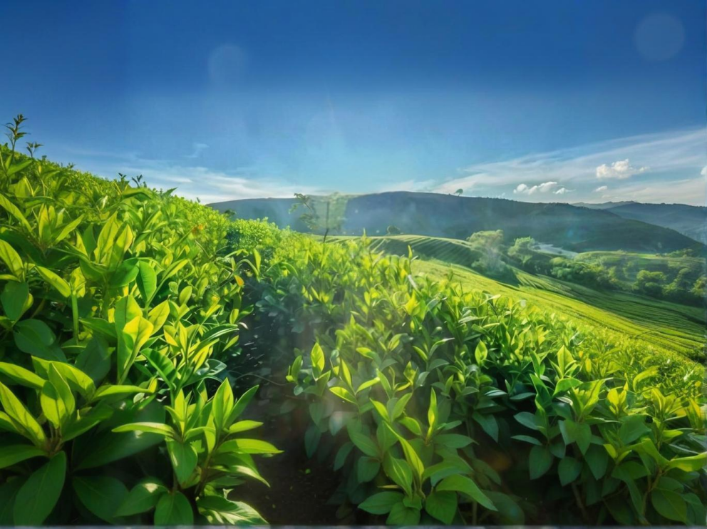 荼葉生產地配置了萊恩德農藥殘留檢測儀，提升茶葉銷售市場